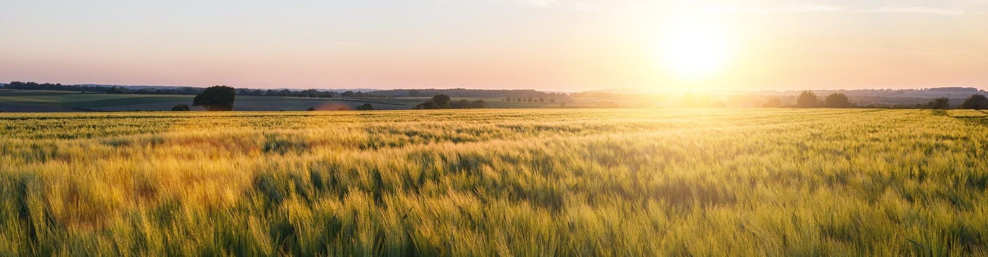 Negocio Agrario - Vistas de un campo de trigo con el amanecer Negocio Agrario - Vistas de un campo de trigo con el amanecer